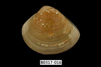 藏品(普通文蛤)的圖片